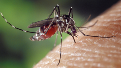 Two Species Of Disease-Carrying Mosquitoes Detected in UK Amid Rising Climate Risks