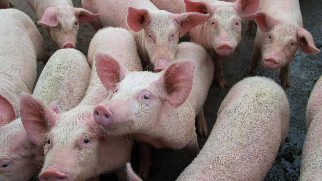 african swine fever virus