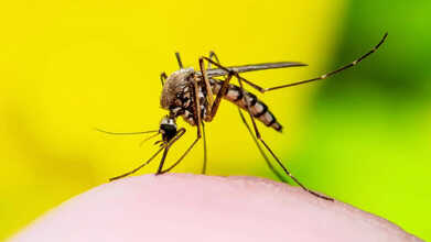 chikungunya virus