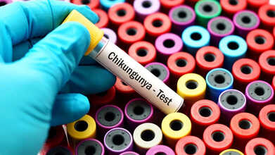 new york chikungunya who is at risk