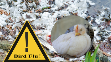 High Bird Flu Alert In France, What's Happening There?