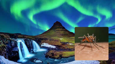 mosquitos found in iceland