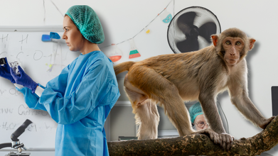 3 Lab Monkeys Escape in Mississippi In An Accident: What Were They Used For And Do They Pose Health Threat?