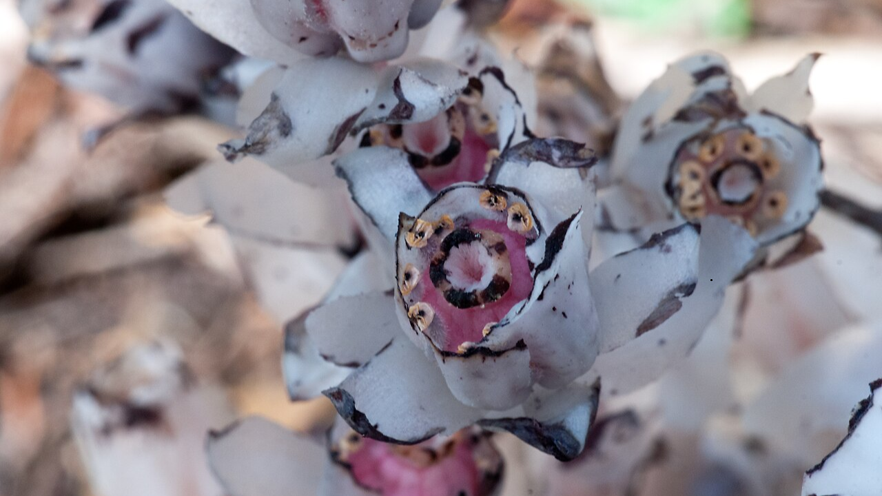 Internet Rediscovers A Traditional 'Ghost Flower' Which Could Heal Pain ...