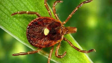 tick allergy death