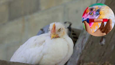 H5N5 BIRD FLU STRAIN