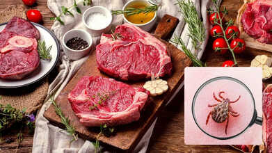 lone star tick bite disease