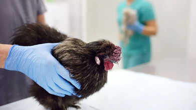 h5n5 and h5n1 bird flu strain