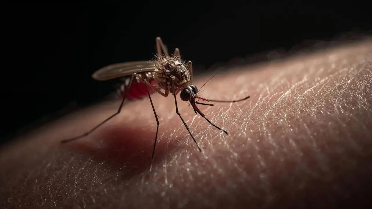 brazil single dose dengue vaccine