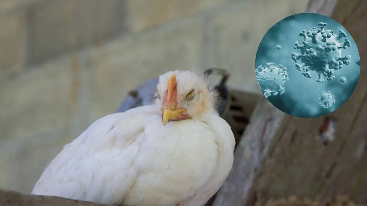 bird flu fever resistance