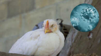 bird flu fever resistance