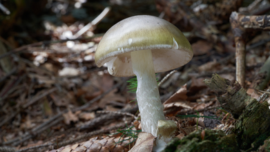 One Dead, 21 Poisoned: California Sounds Alarm Over Toxic Death Cap Mushrooms; Here's How To Identify Them