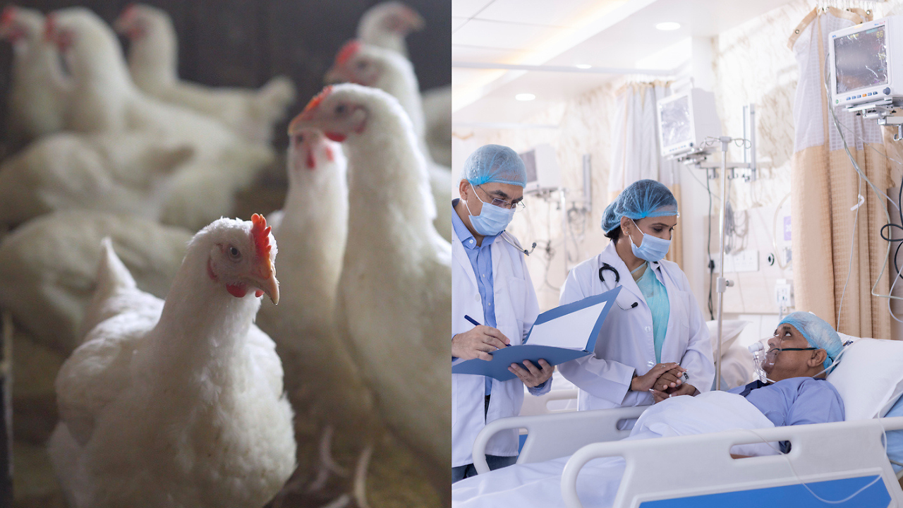 Could Bird Flu Become The Next Pandemic For Humans? | Health and Me