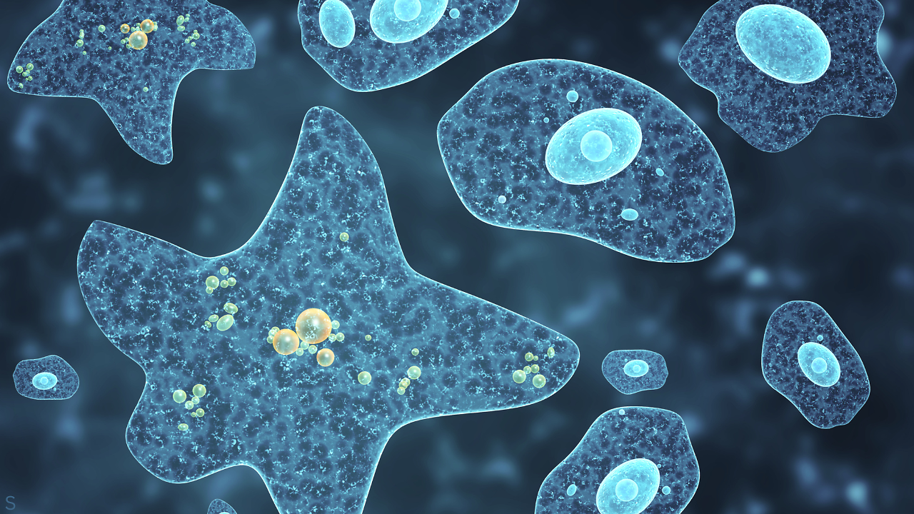 The Invisible “Brain-Eating” Bacteria Lurking in Water Pipes That Can ...