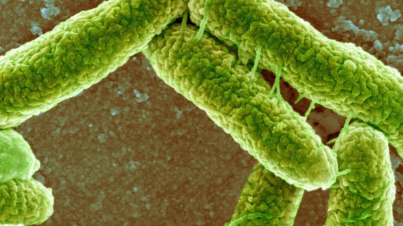 E. Coli Detected In Bhopal Groundwater: Symptoms To Watch And How To Stay Safe