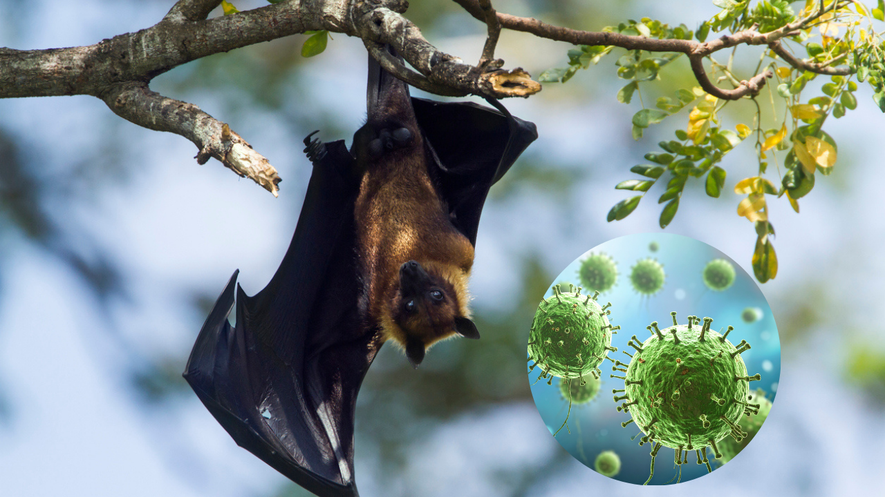 Nipah Virus Outbreak In India: After Two West Bengal Cases, Tests On Bats  Show No Active Infection | Health and Me
