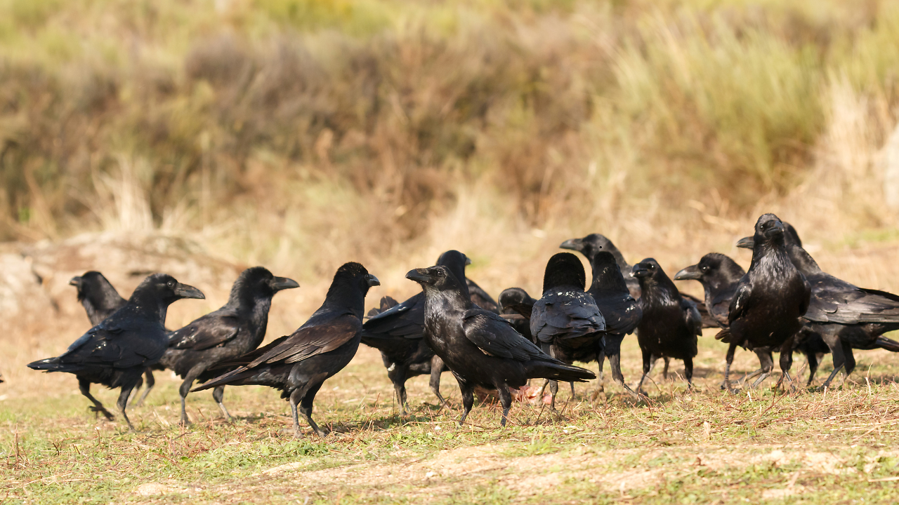 Bird Flu Outbreak In Bihar: Over 150 Crows Found Dead in Bhagalpur ...