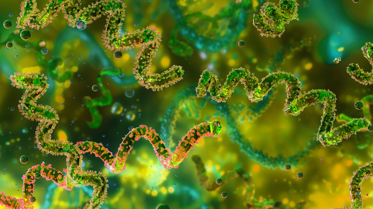 Leptospirosis: US health officials flag outbreak risk after floods in Hawaii | Health and Me