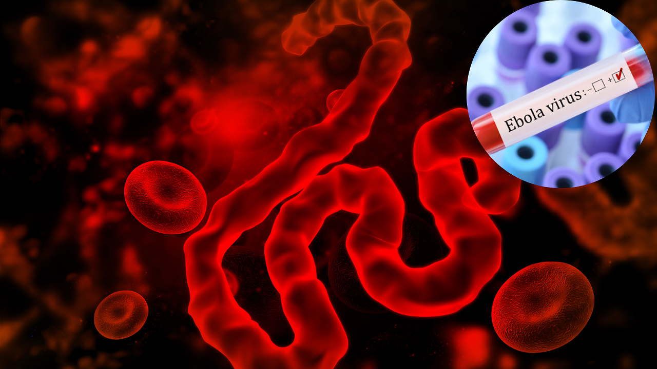 Bundibugyo Ebola Cases Rise To 600 As Scientists Investigate Spillover ...