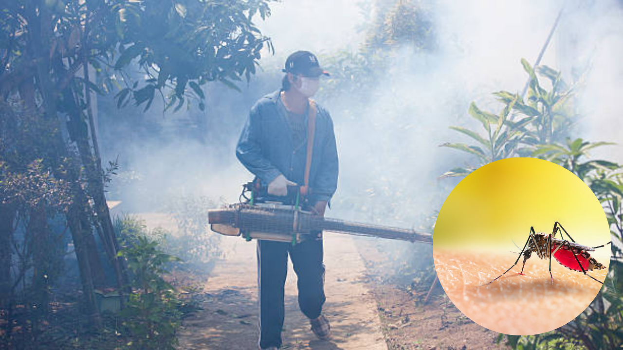 icmr-study-shows-pune-dengue-mosquitoes-resist-insecticides-what-it