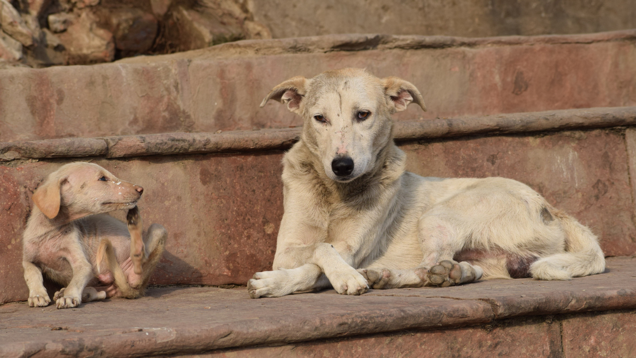 Can India Prevent Rabies Deaths By Vaccinating Dogs? Lancet Study Says Kerala May Reach Near-Zero Deaths In 3 Years